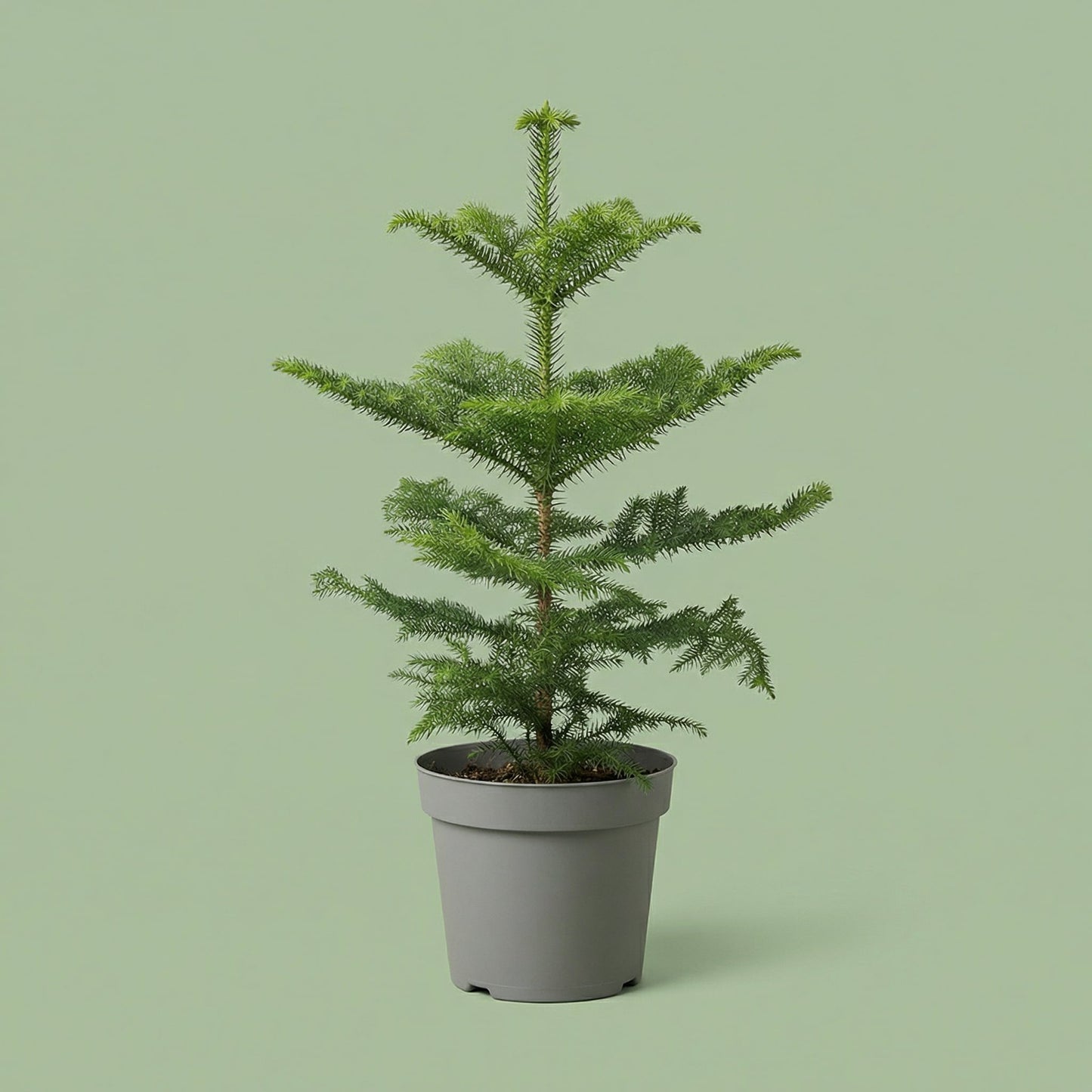 Araucaria Heterophylla L - plants
