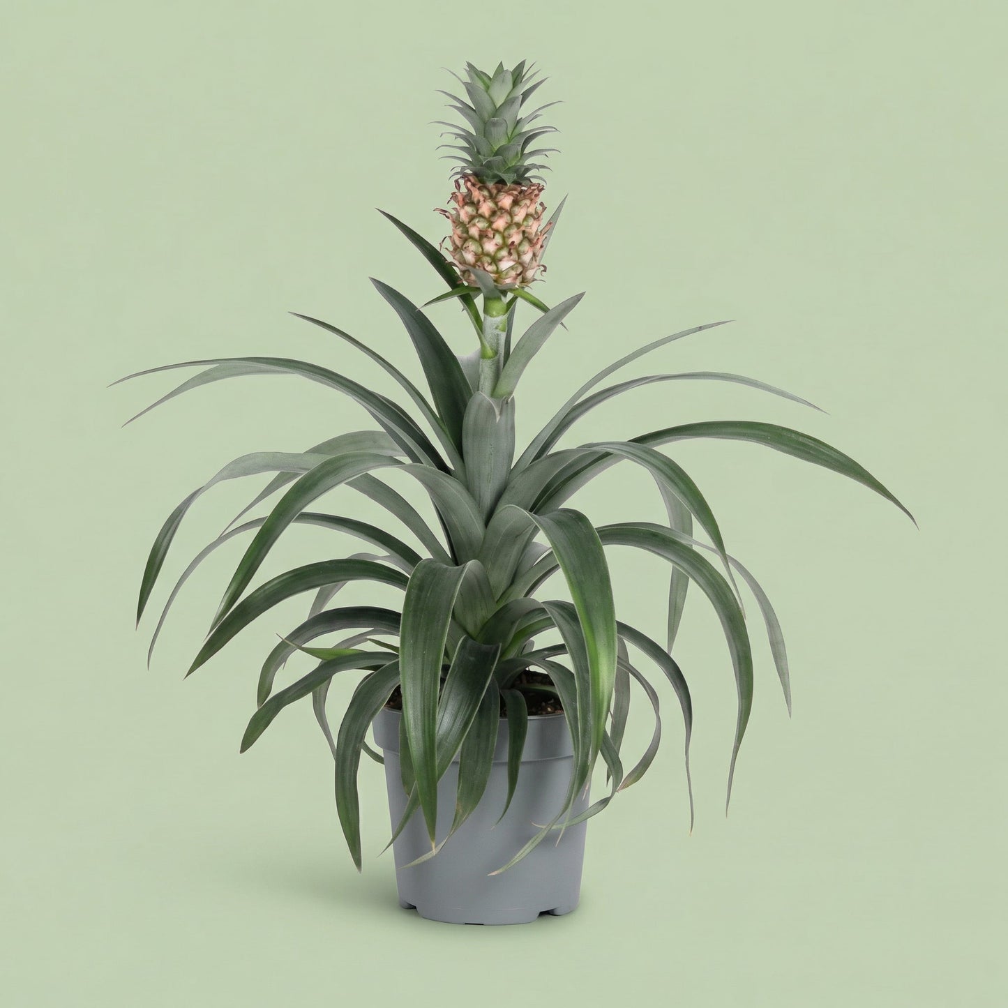 Bromelia Pineapple M - plants