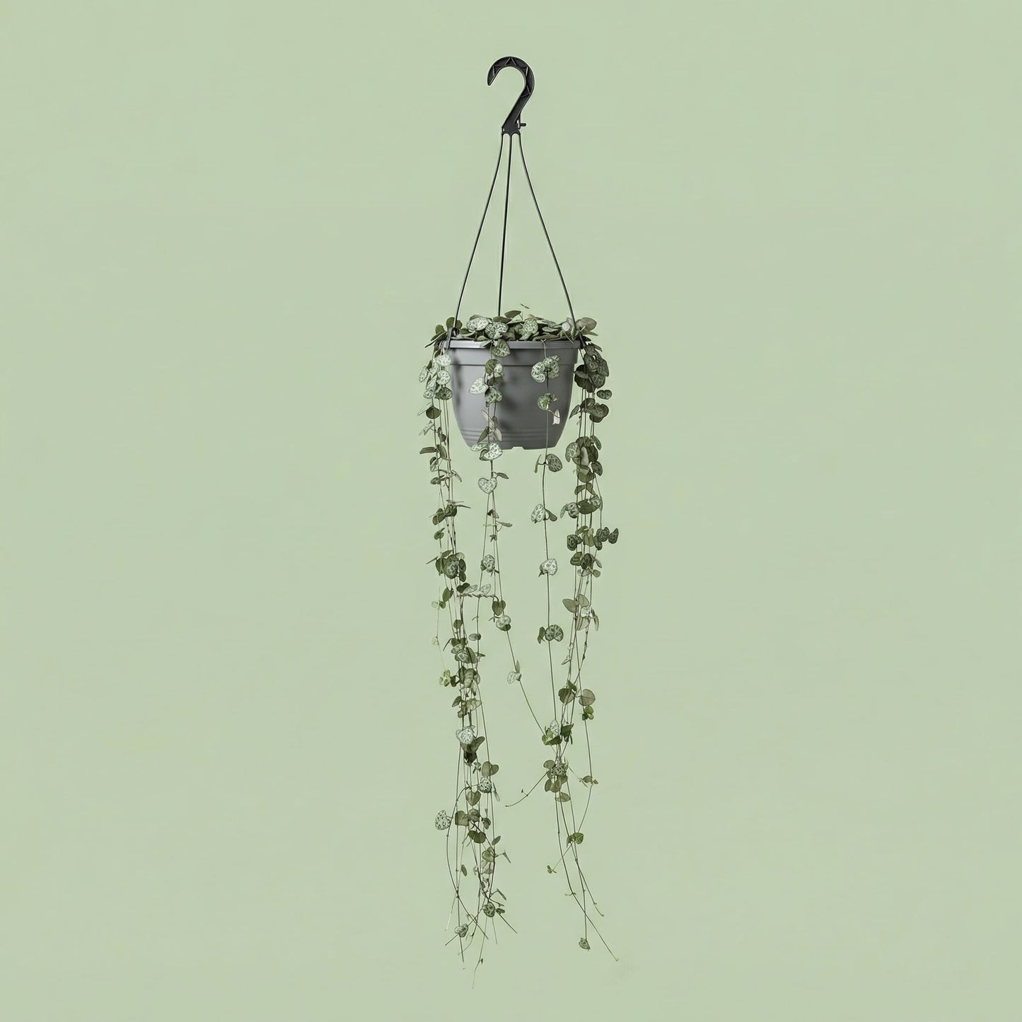 Ceropegia Woodii M - plants