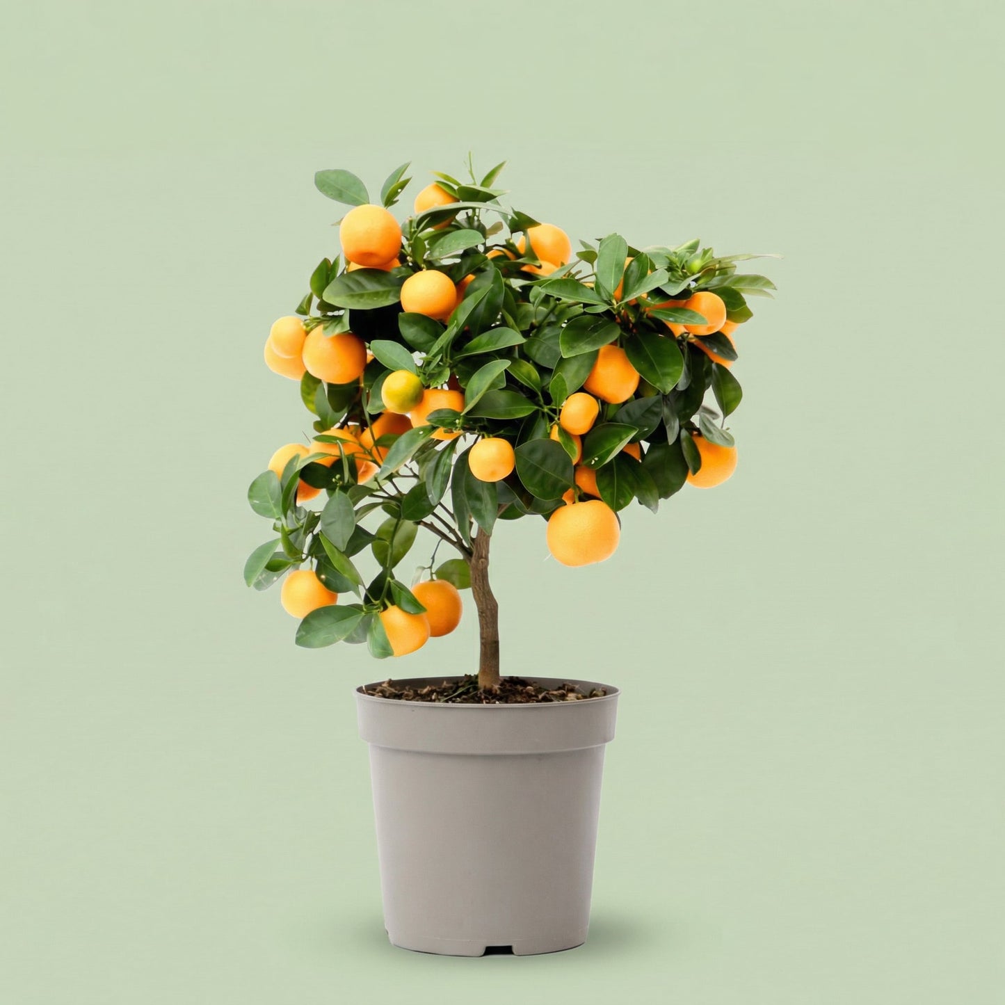 Citrus Calamondin L - plants