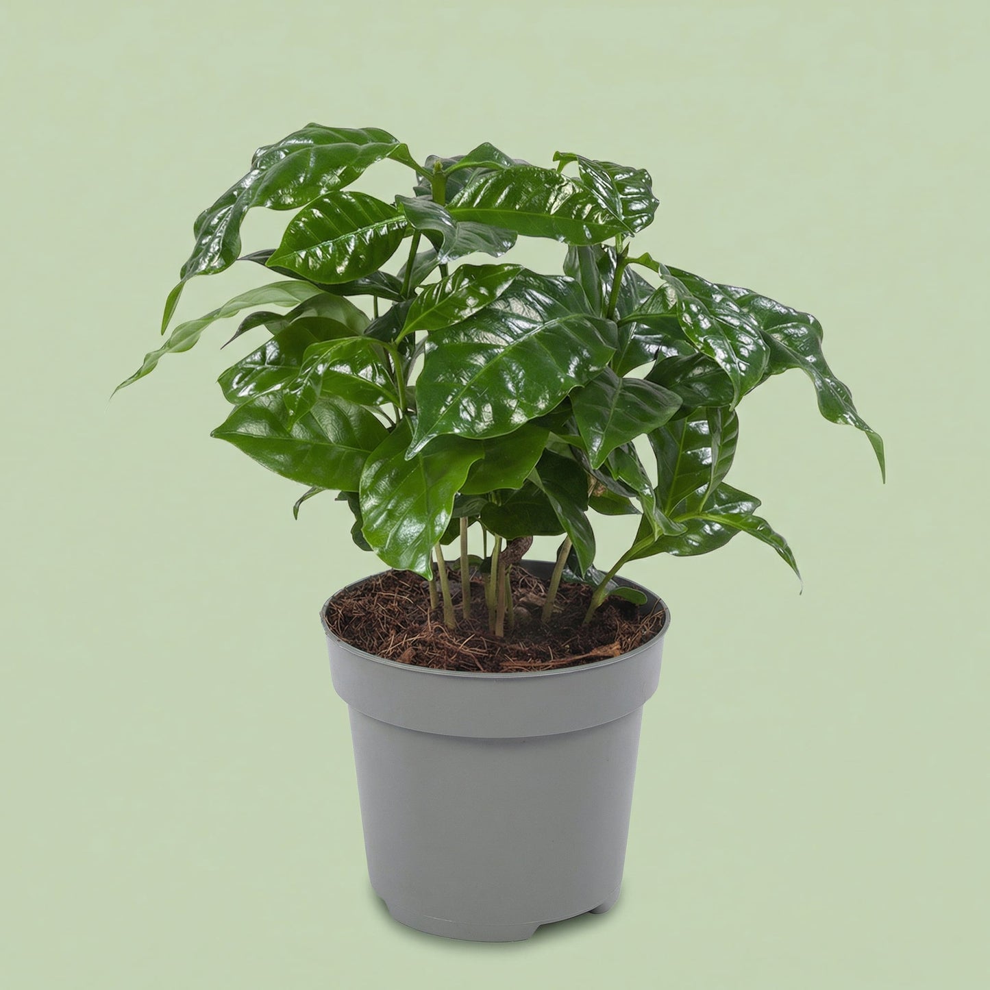 Coffea Arabica M - plants