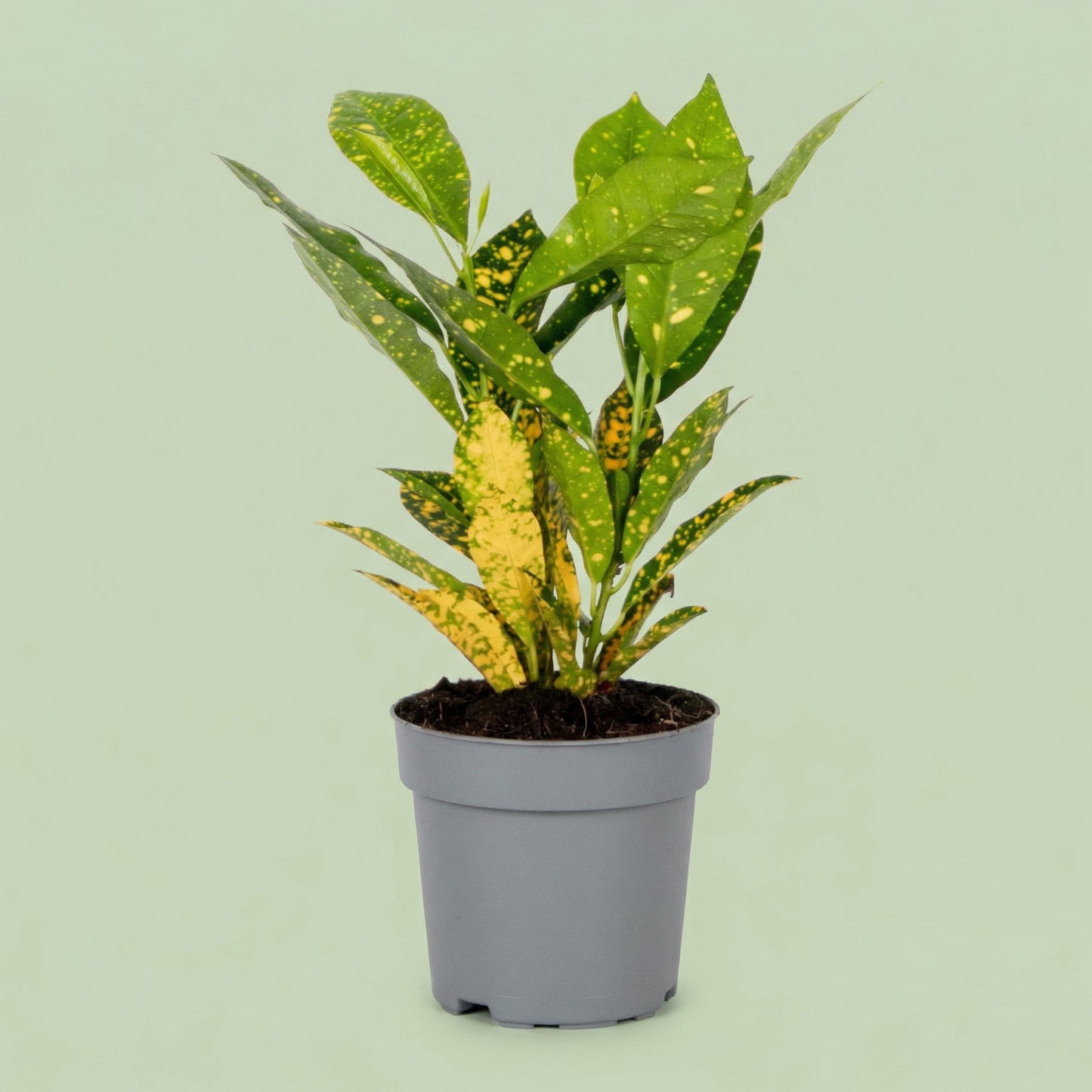 Croton Sunny Star M - plants