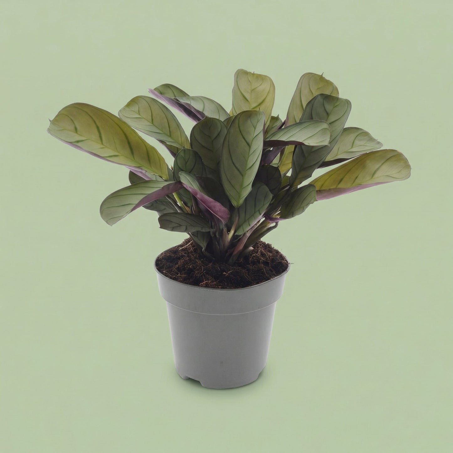 Ctenanthe Amagris M - plants