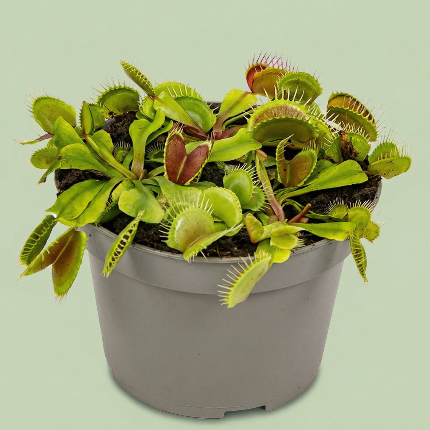 Dionaea Muscipula M - plants