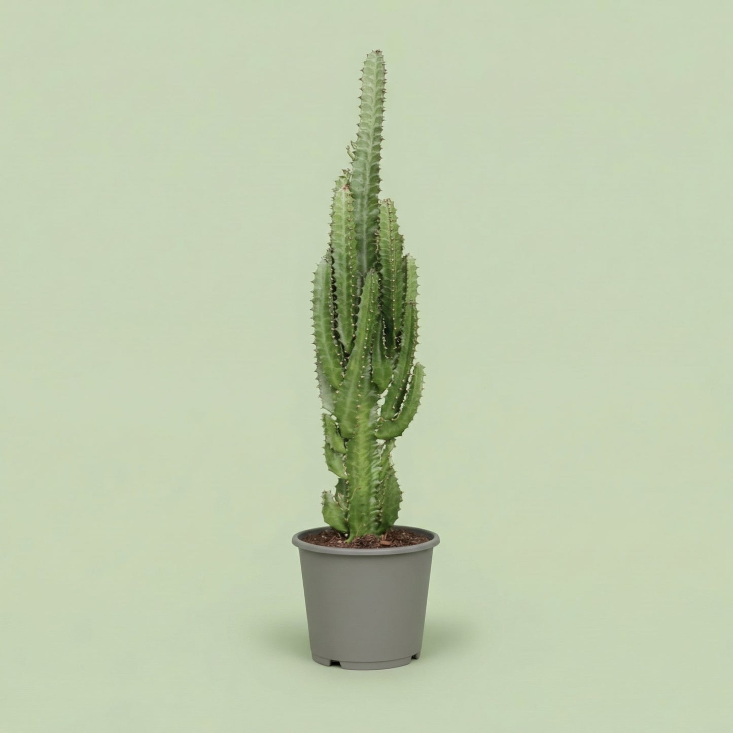 Euphorbia Trigona L - plants