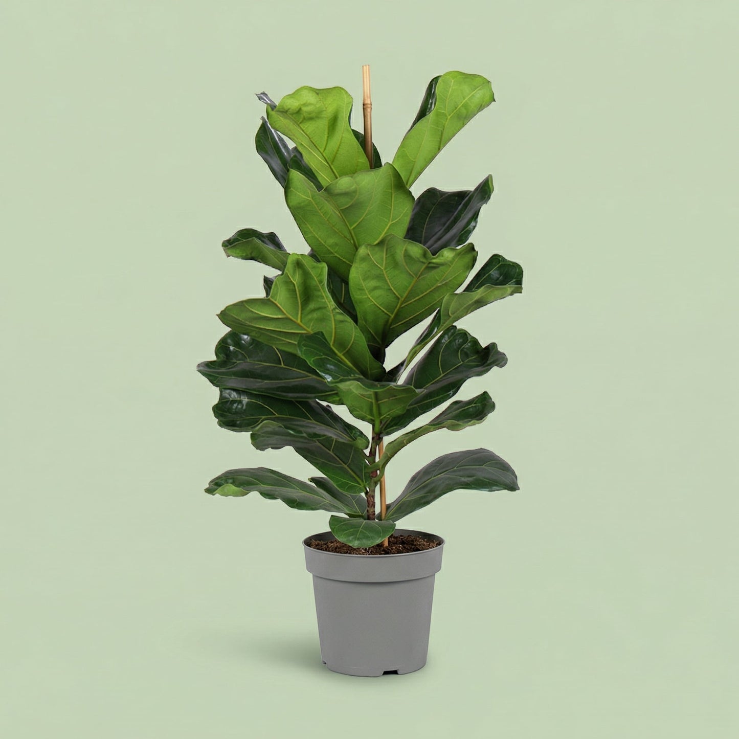 Ficus Lyrata XL - plants