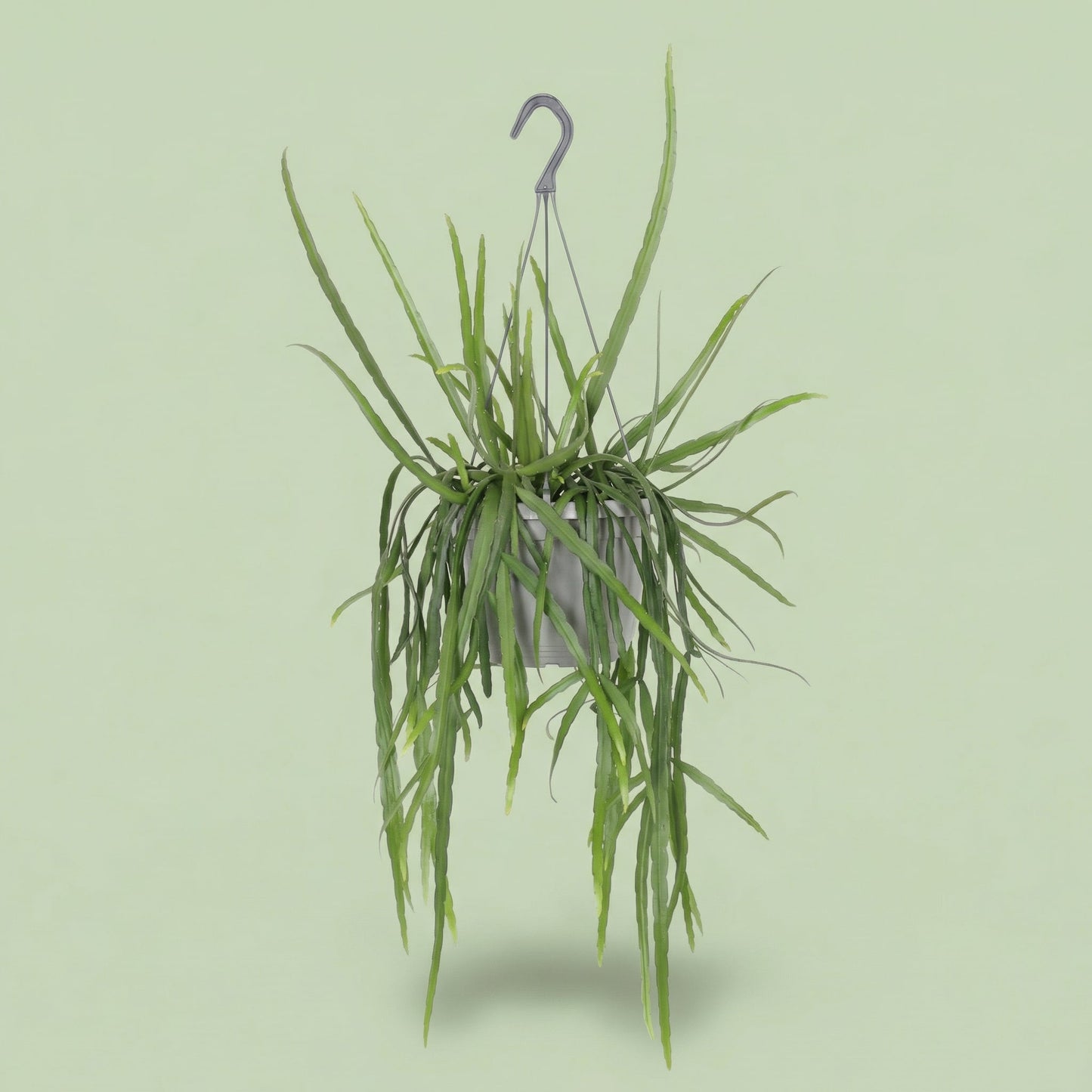 Lepismium Bolivianum L - plants
