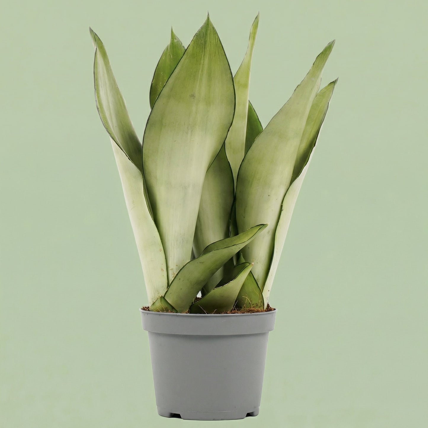 MM-DUIJ23 - plants