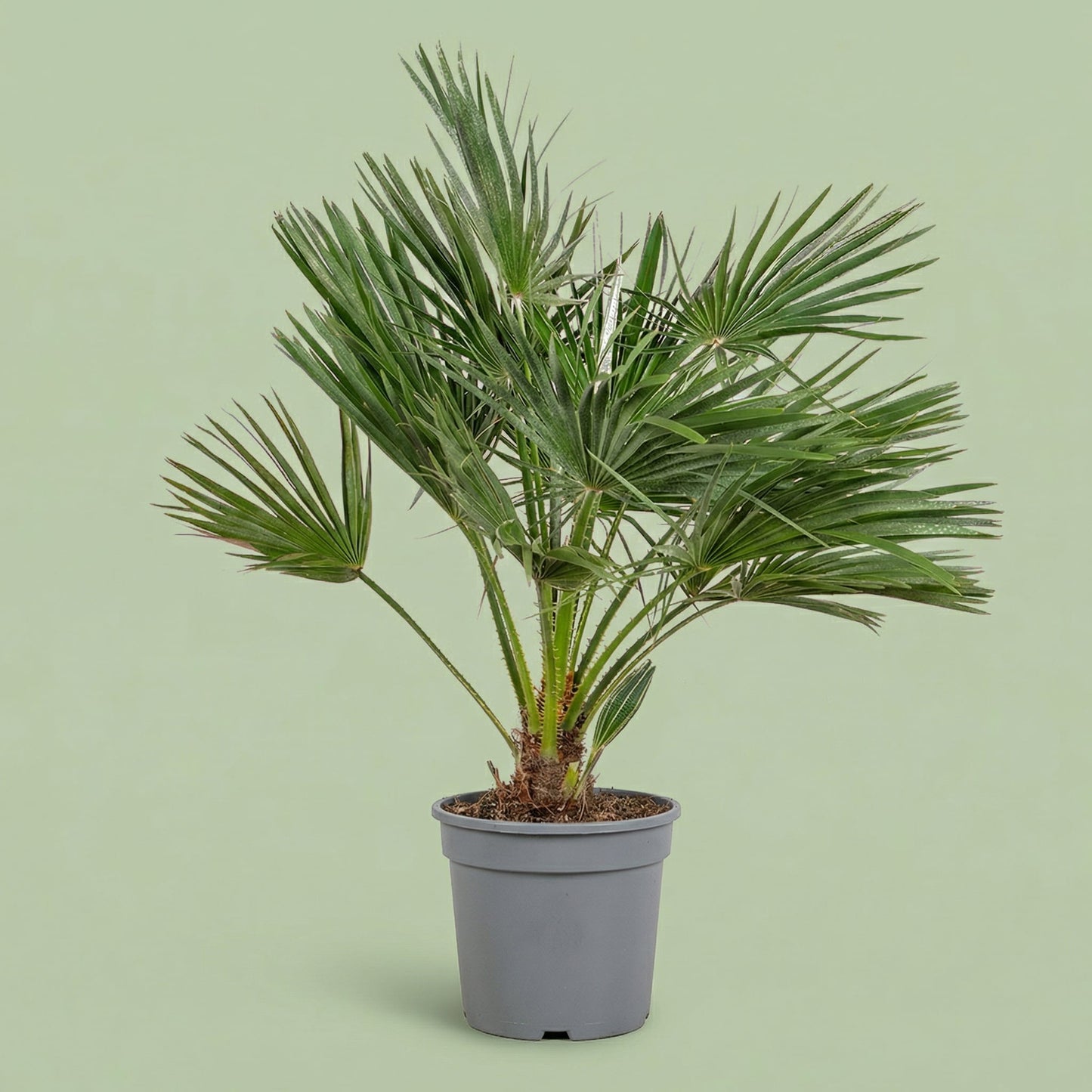 MM-LUIT015 - plants