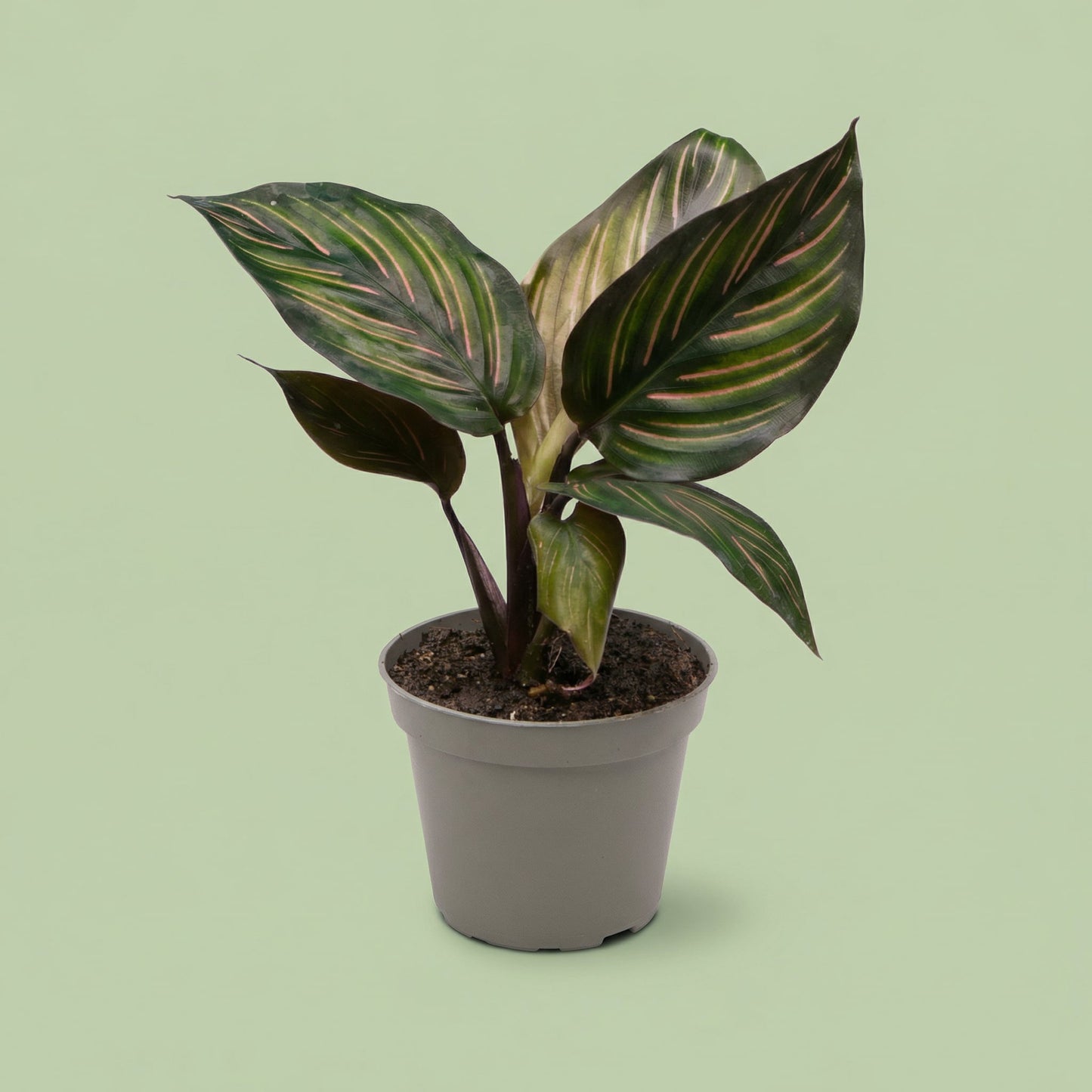 MM-LUN56 - plants