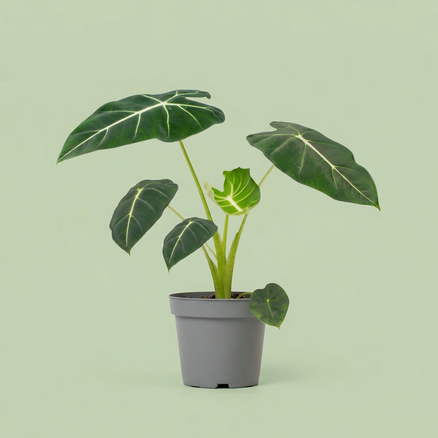 MM-MEC-0475 - plants
