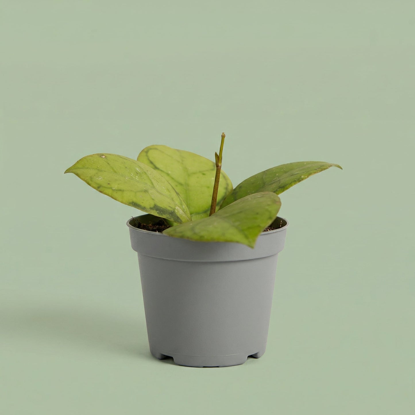 MM-MEC-0493 2 - plants