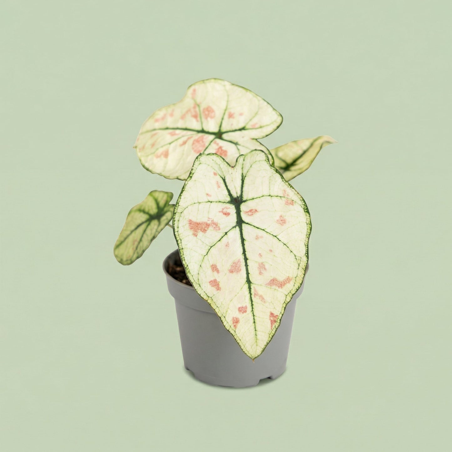 MM-MEC-0495 - plants
