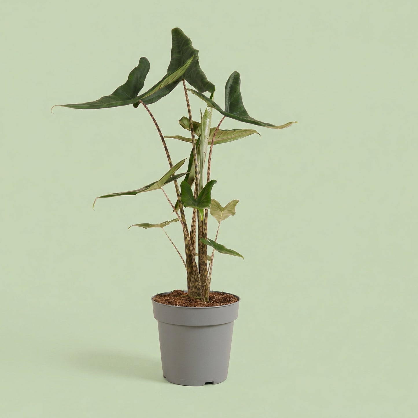 MM-MEC-1198 - plants