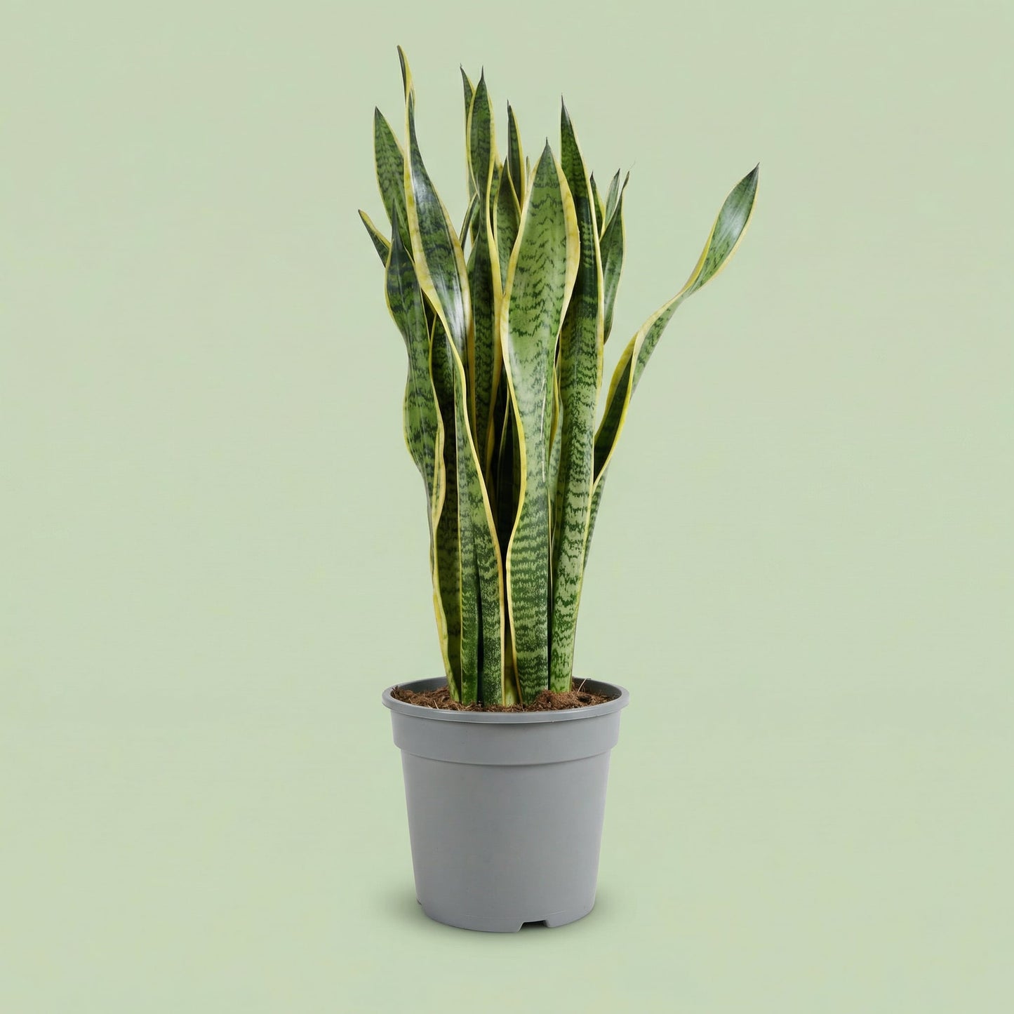 MM-MEC-1260 - plants