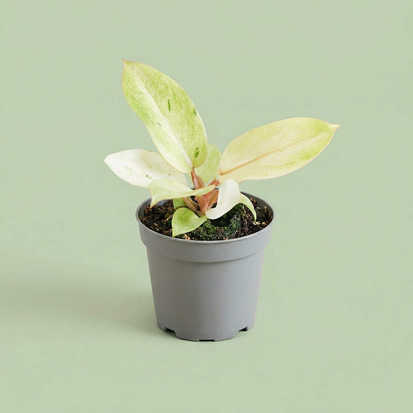 MM-MEC-1280 - plants