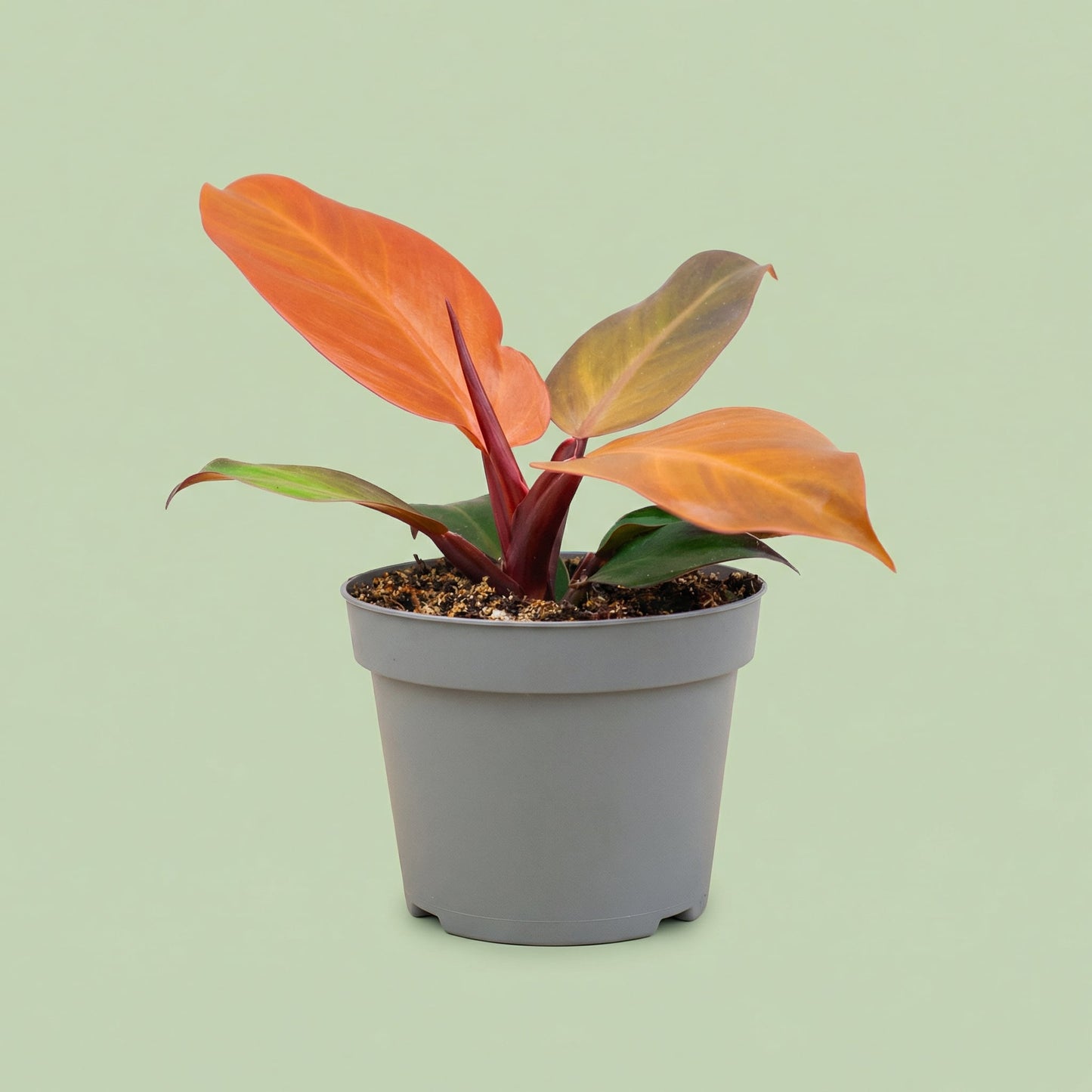 MM-MOS16 - plants