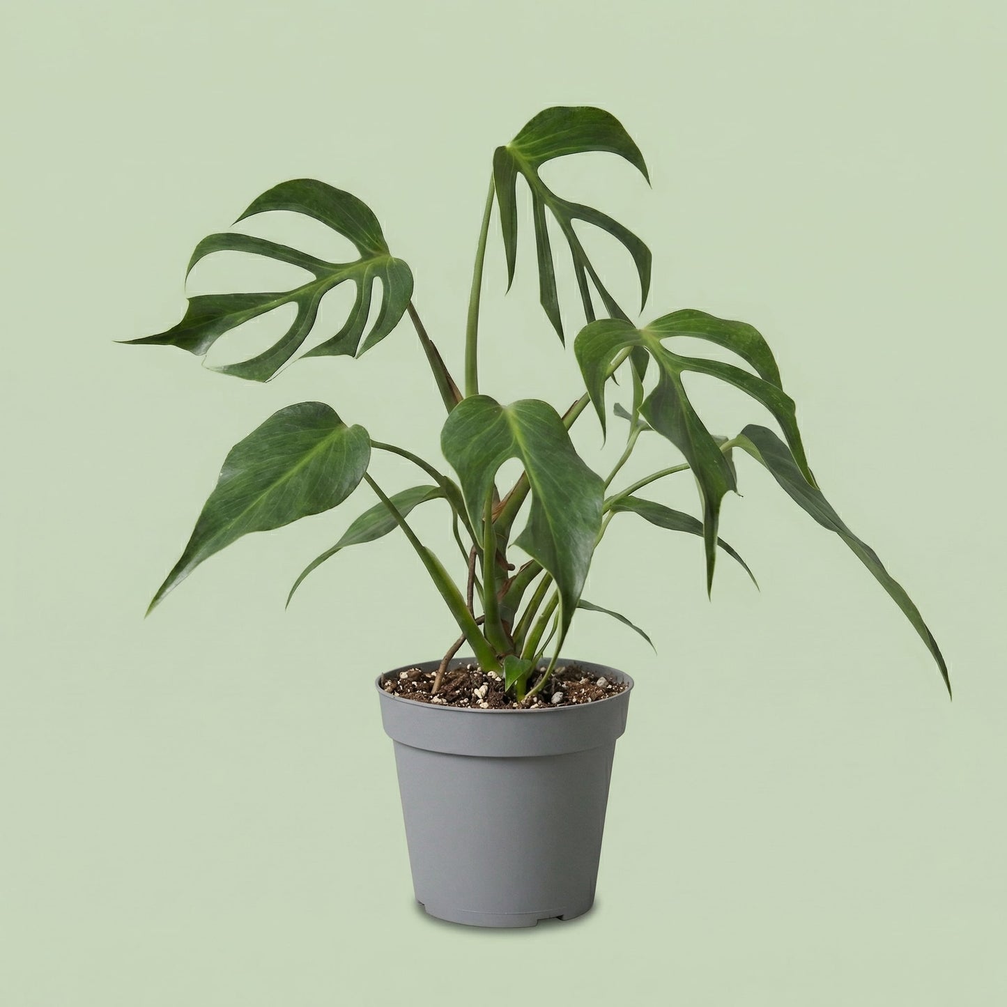 Monstera Burle Marx Flame M - plants