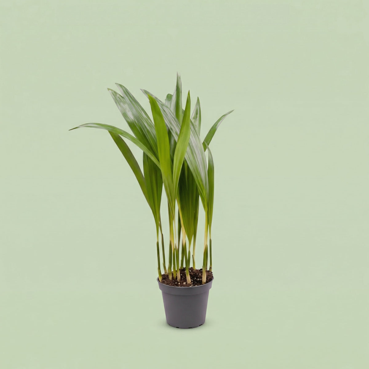 Palma Areca XS - plants