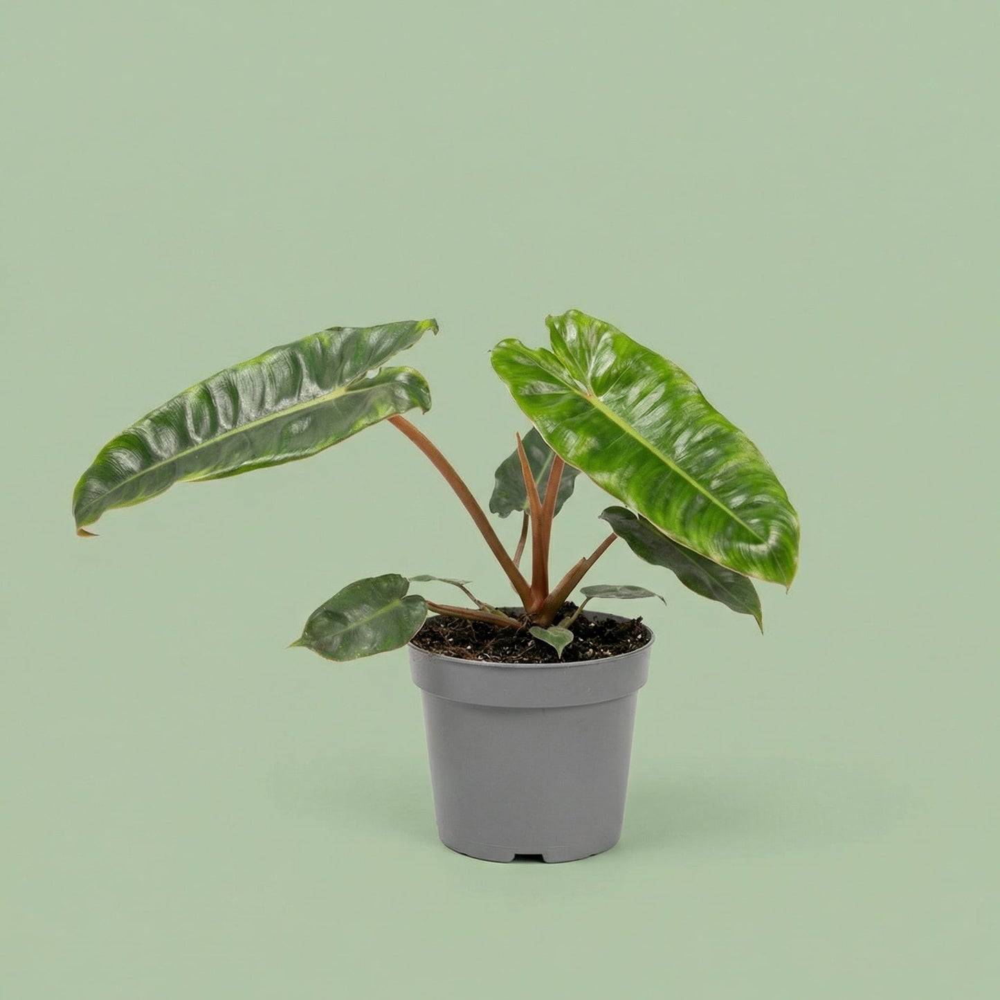Philodendron Billietiae M vista 5 - plants