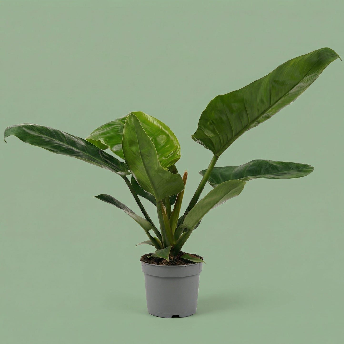 Philodendron Imperial Green M - plants