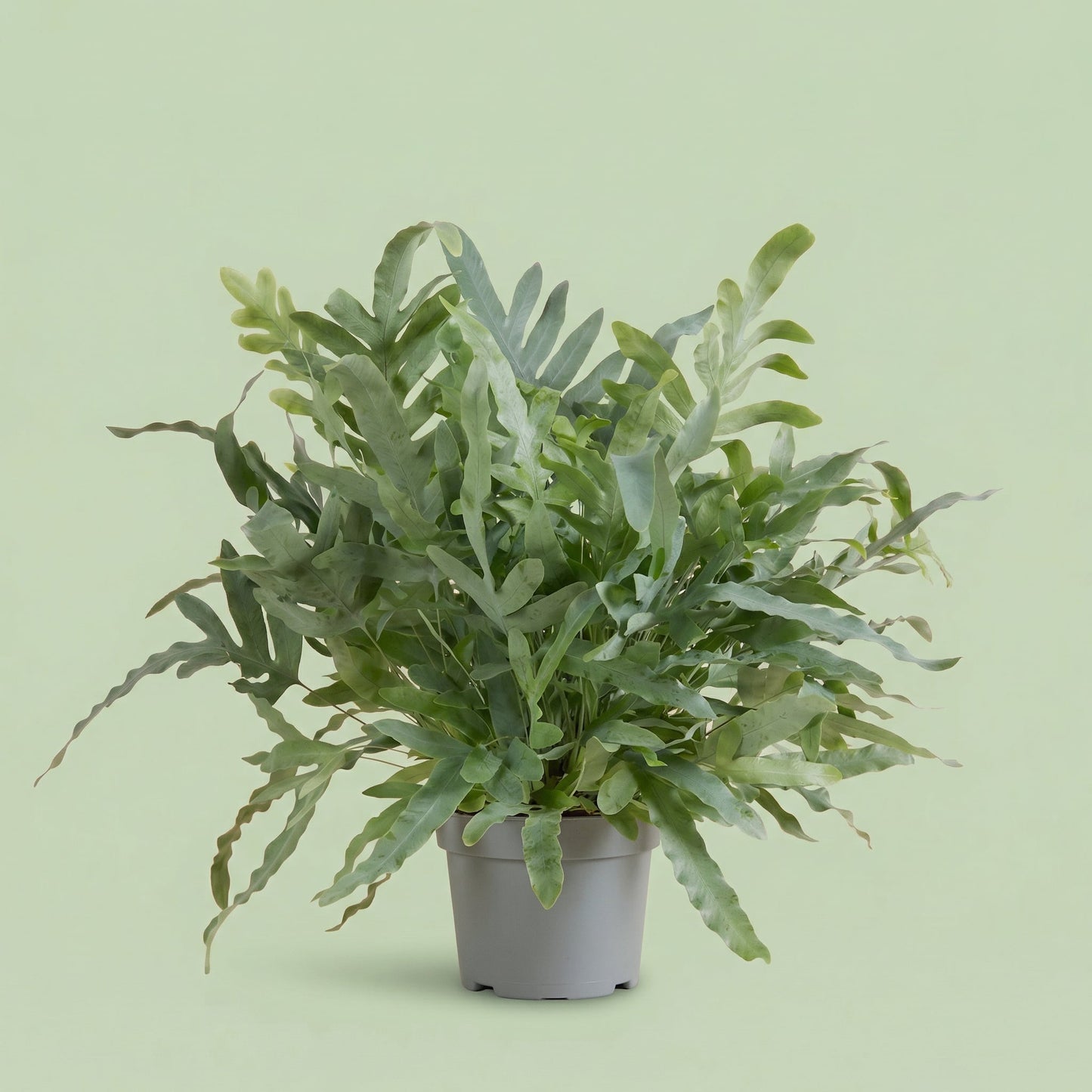 Phlebodium Blue Star M - plants