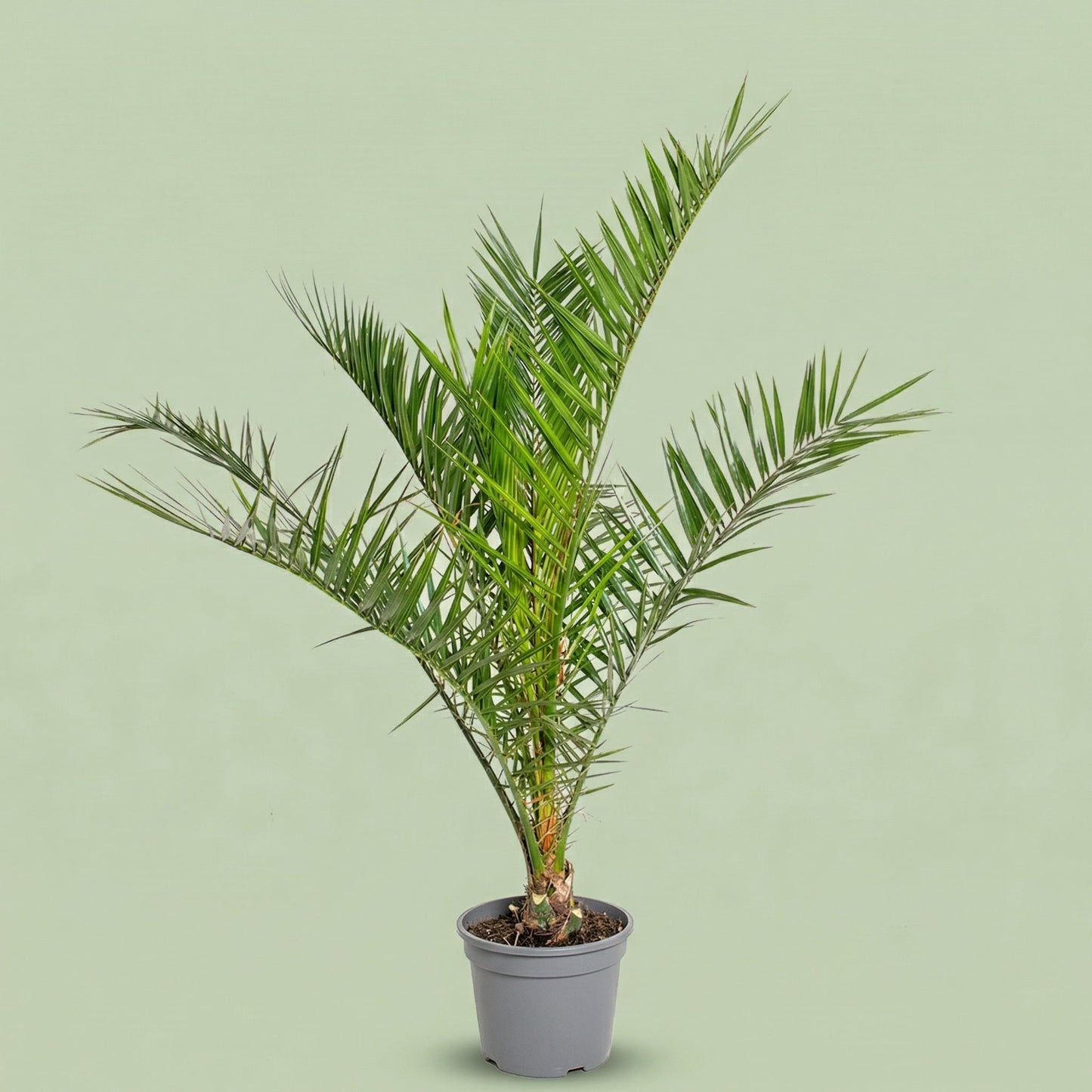 Phoenix Canariensis L - plants