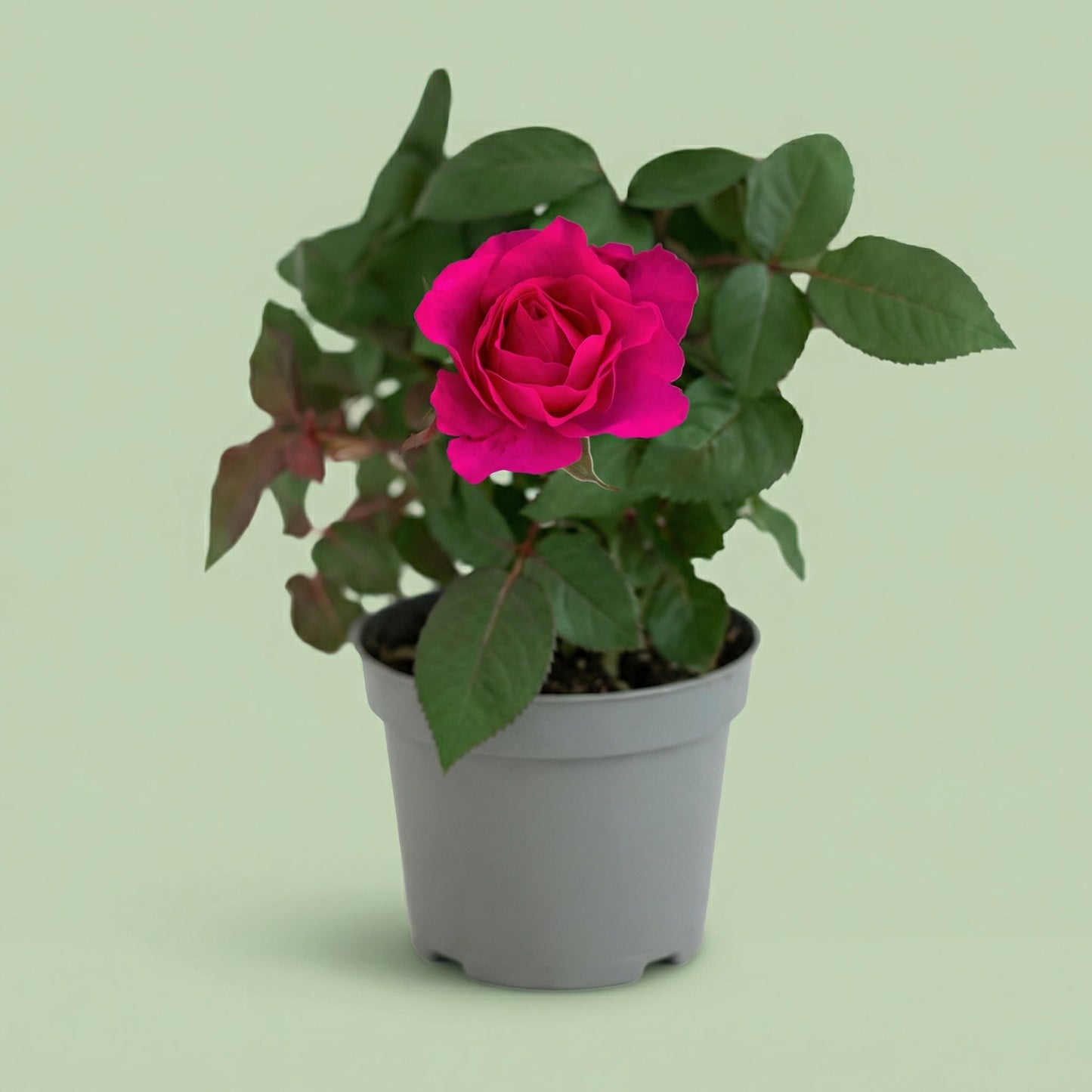 Rosa Purple Star M vista 2 - plants