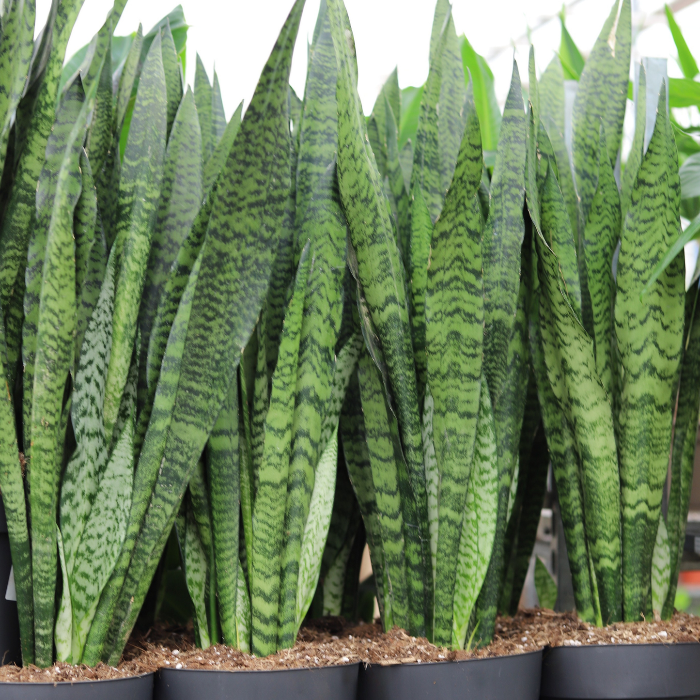 Sansevieria Zeylanica