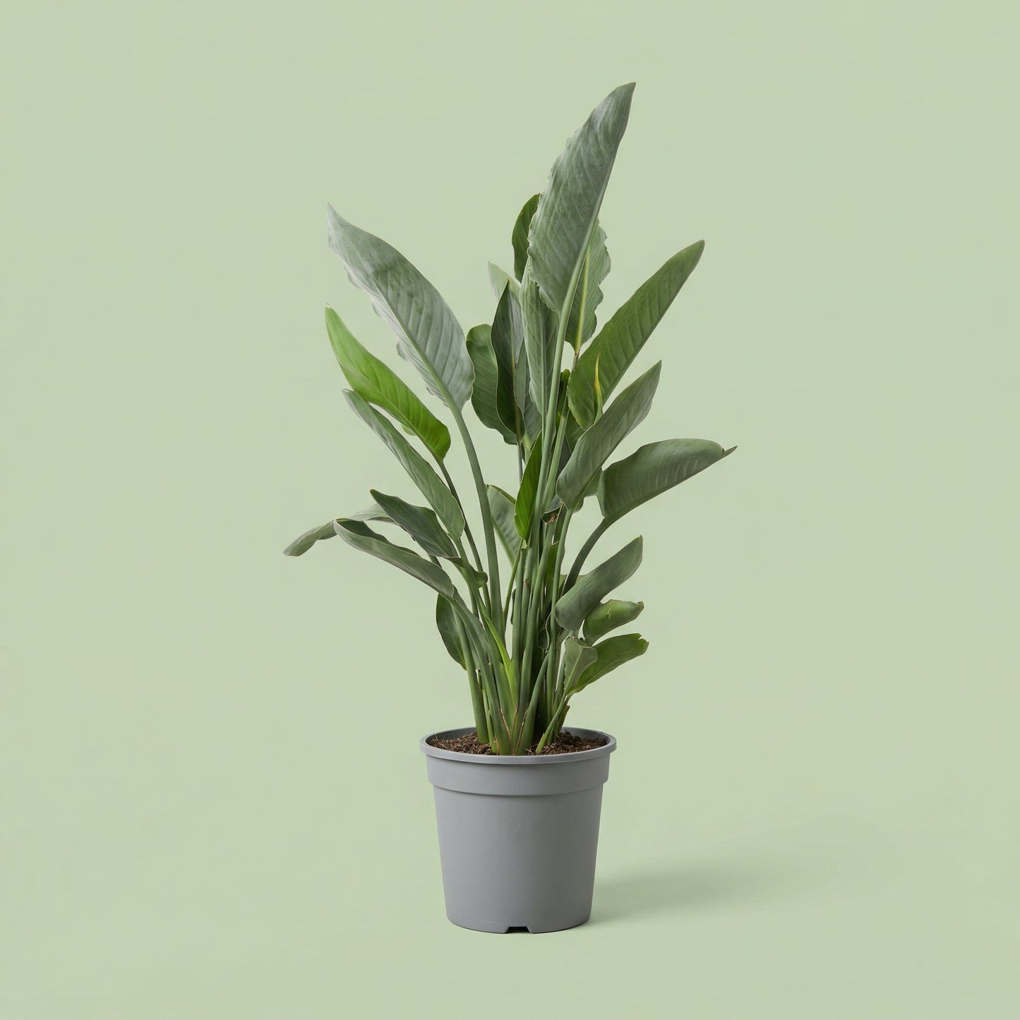 Strelitzia Reginae XL - plants