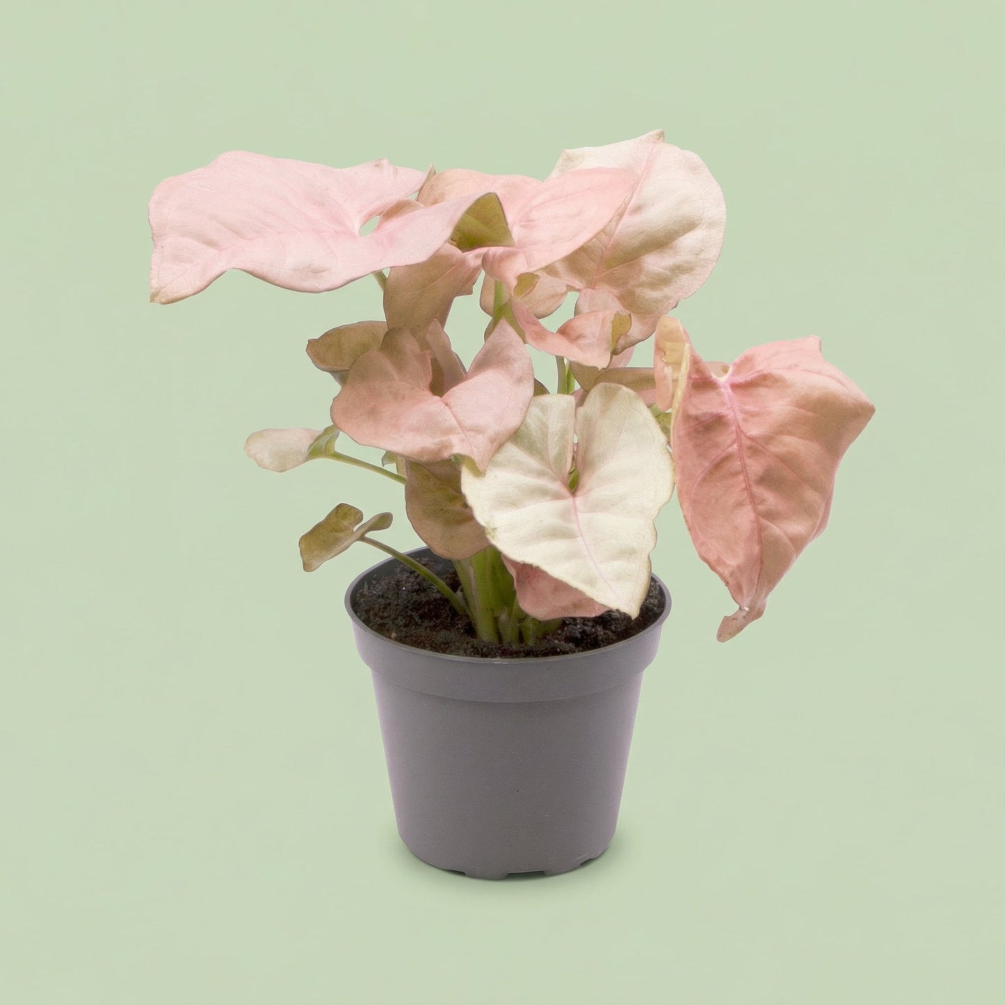 Syngonium Neon XS - plants