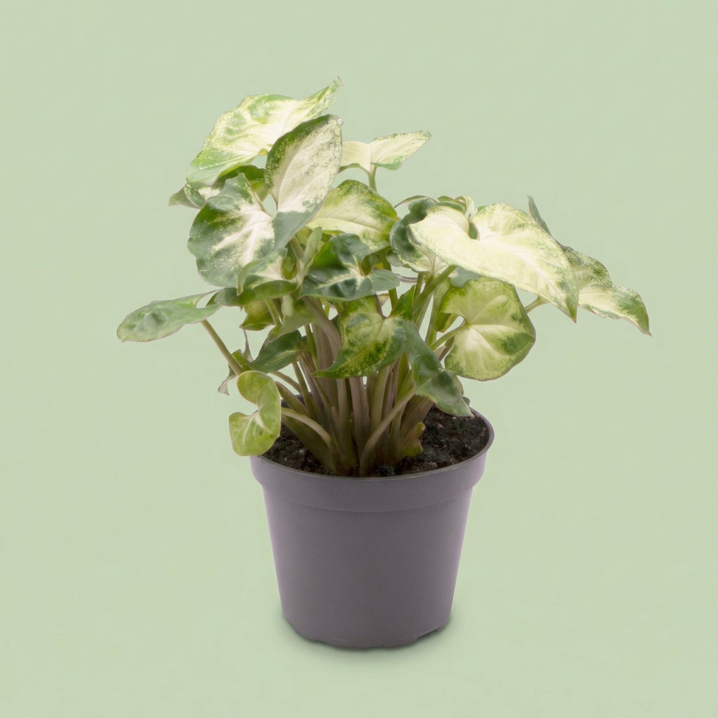 Syngonium Pixie S - plants