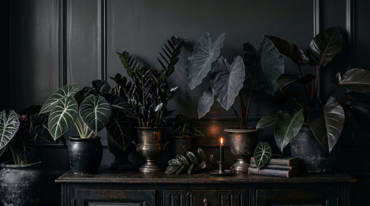 Goth Houseplants: Black and Dark-Leaved Plants for Halloween