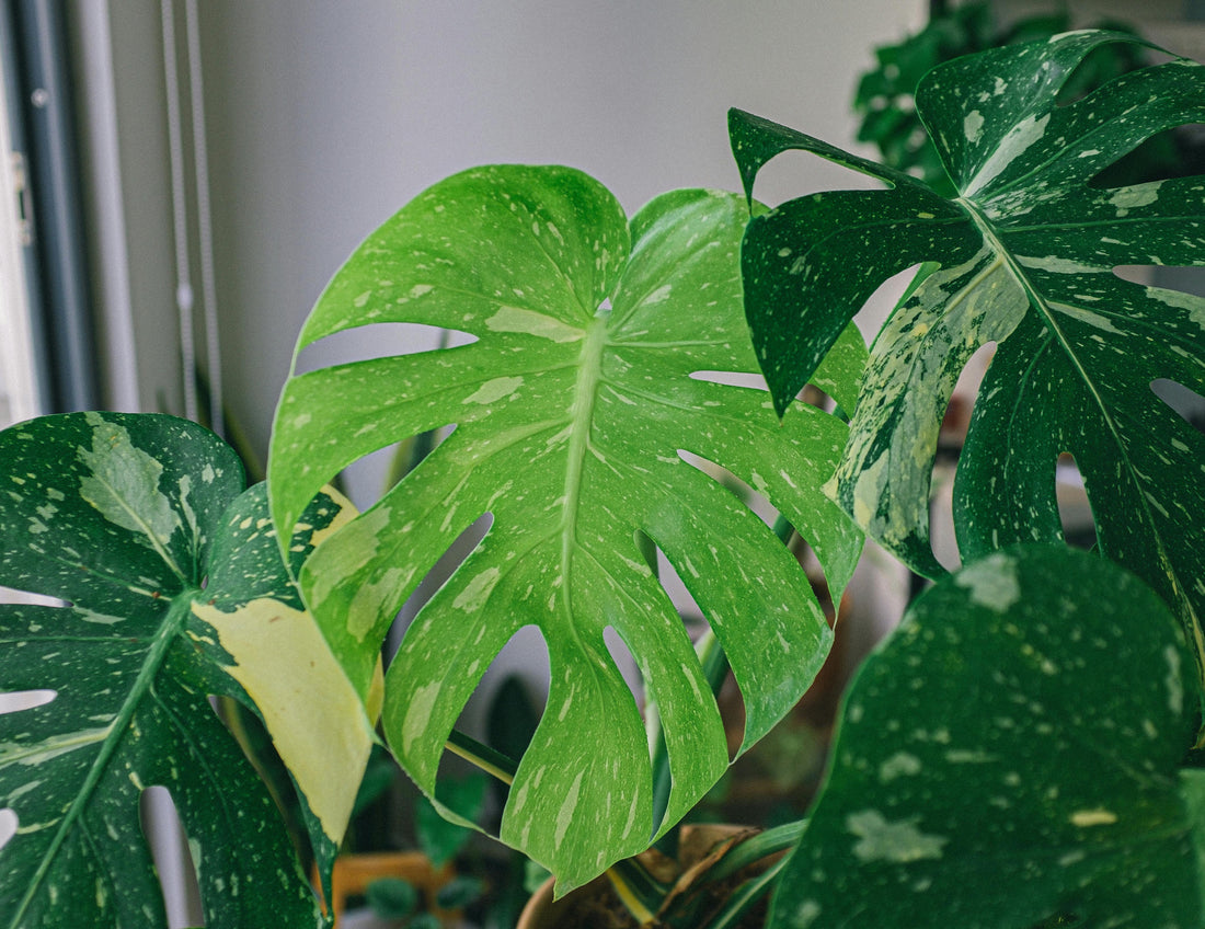 Indoor plants that survive forgetfulness: the most resilient ones
