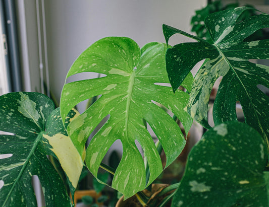 Indoor plants that survive forgetfulness: the most resilient ones