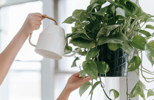 How often should I water my plants in summer?