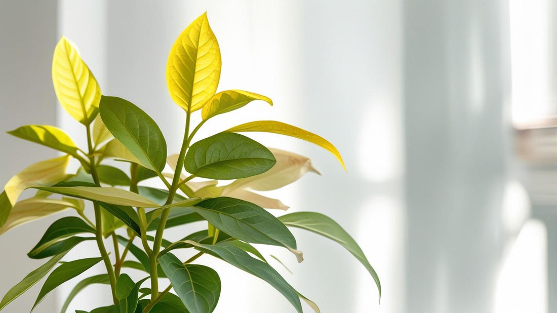 Signs your plant is too hot. When your plant is asking for help