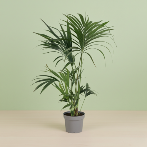 Howea Forsteriana
