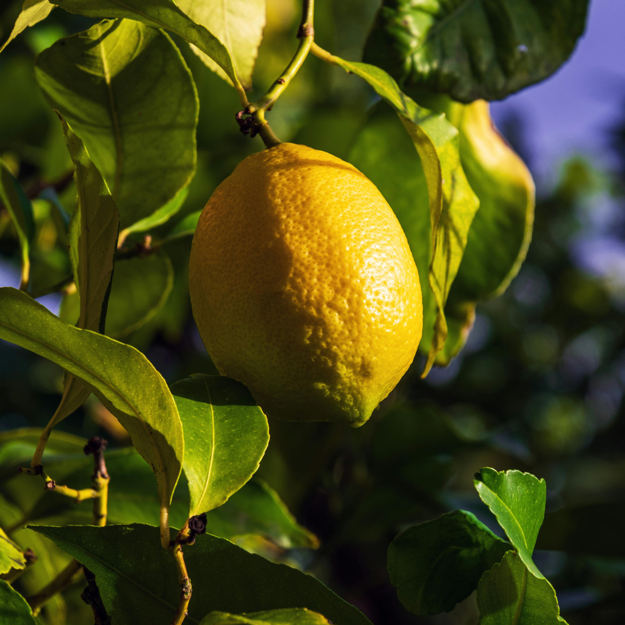 Limonero