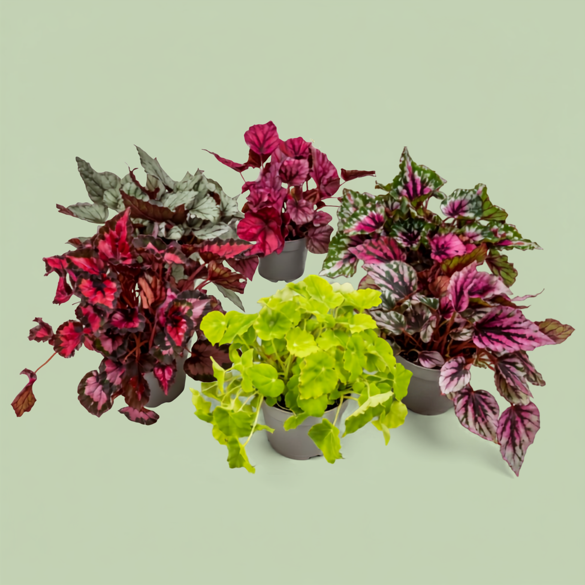 Pack - Love Begonias 