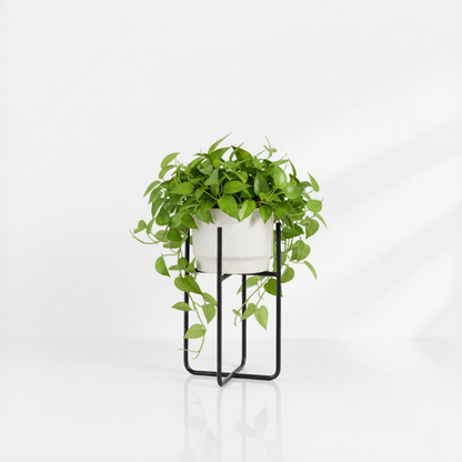 Plant support - Black