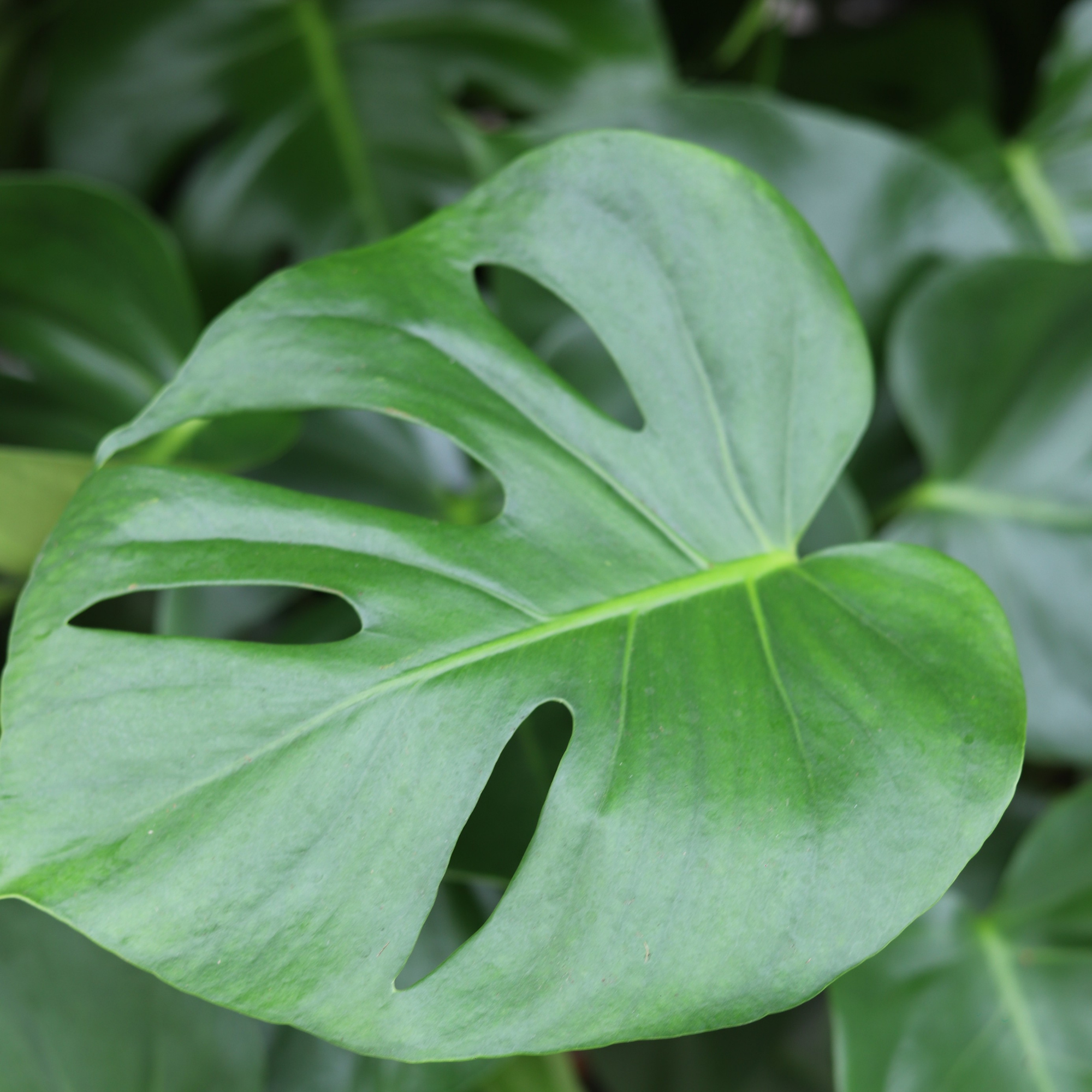 Monstera Deliciosa