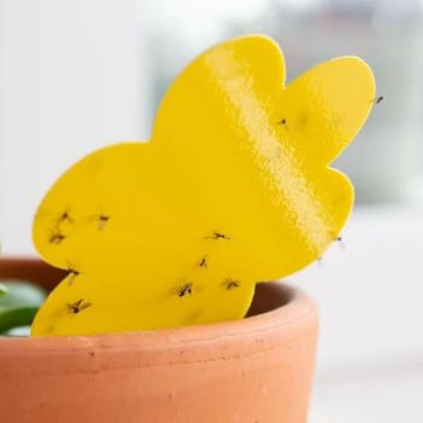 Pegatinas antimosquitos