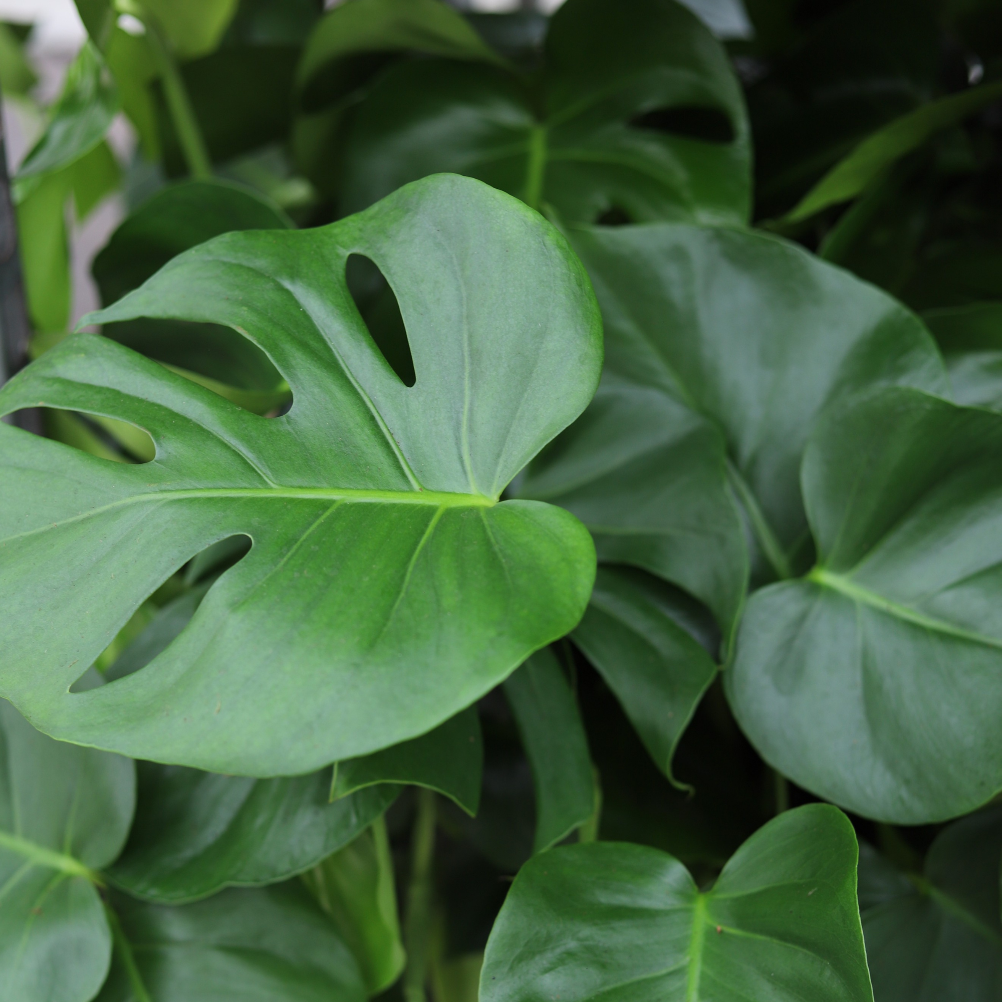 Monstera Deliciosa