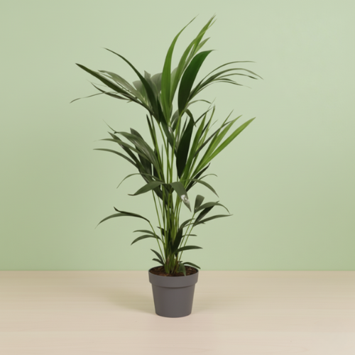 Howea Forsteriana