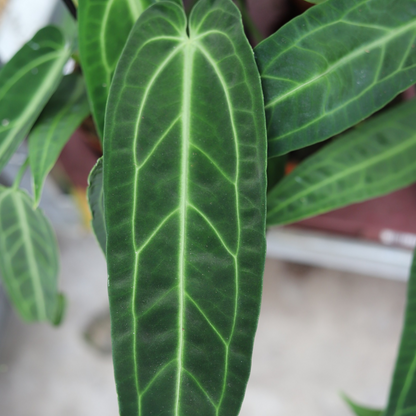 Anthurium Warocqueanum