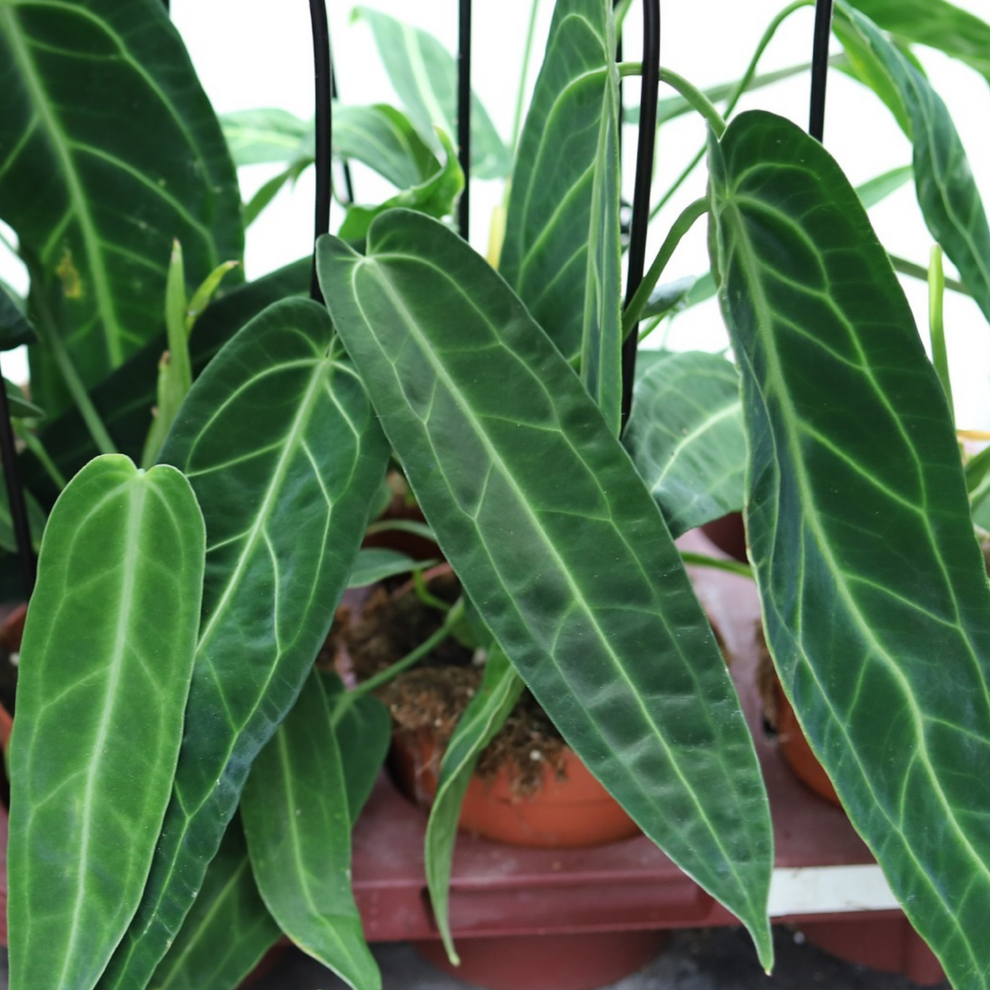 Anthurium Warocqueanum