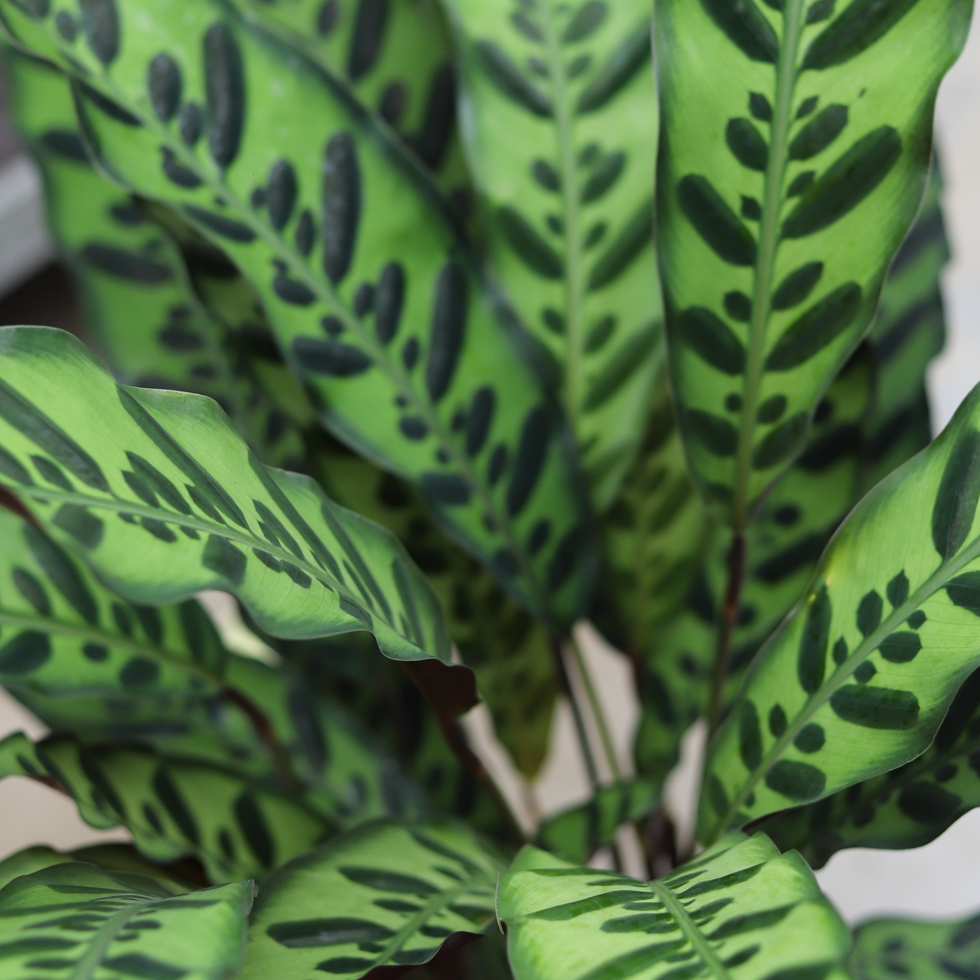 Calathea Lancifolia Insignis