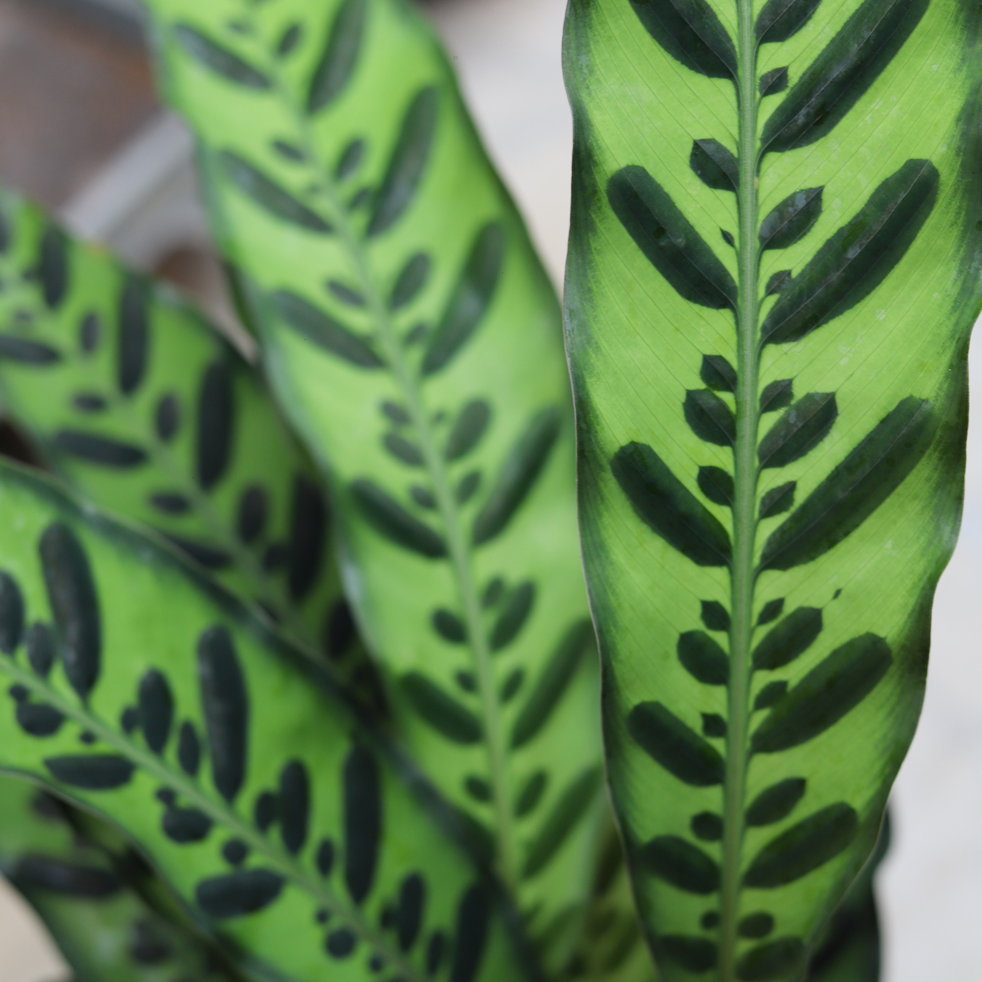 Calathea Lancifolia Insignis
