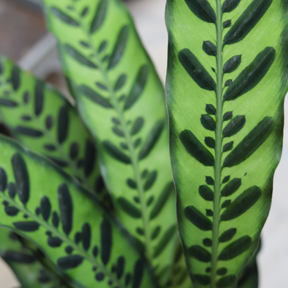 Calathea Lancifolia Insignis